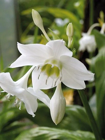 Eucharis amazonica - Eucharis Amazonica 14/16