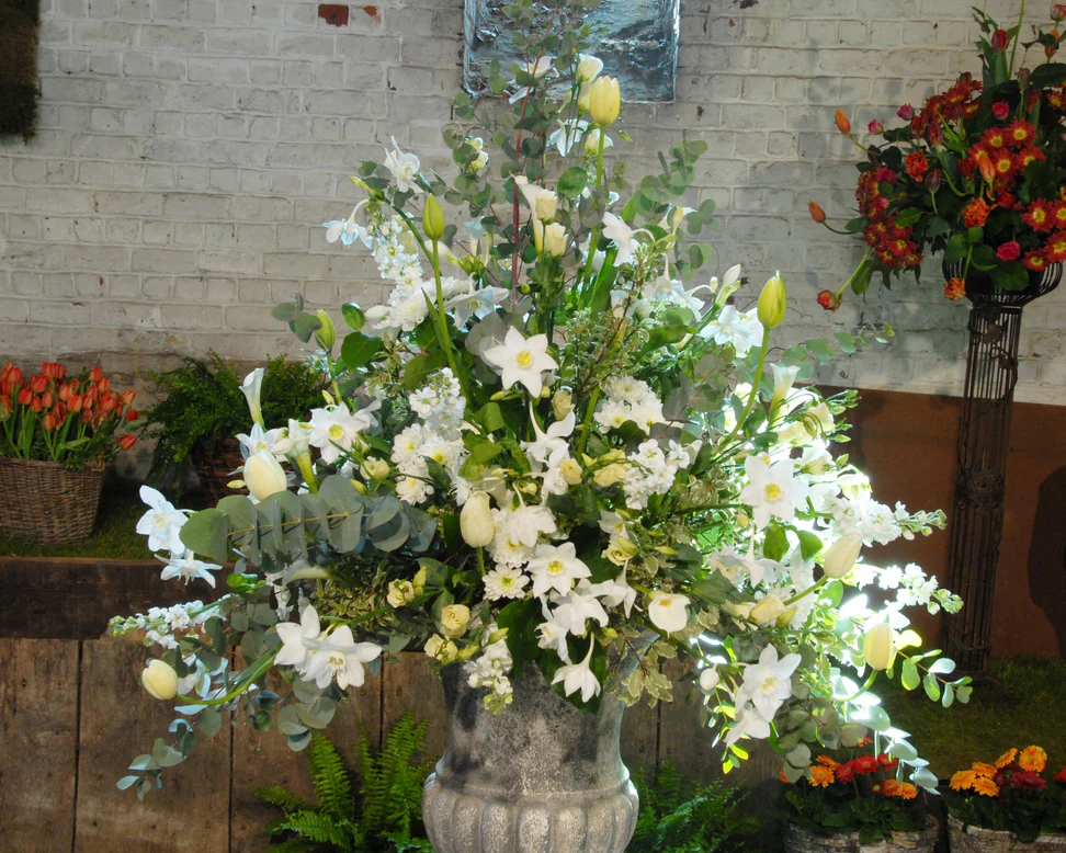 Eucharis Amazonica 14/16 [1]
