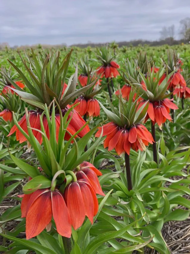Fritillaria April Flame 1 buc marime 20/22 [1]