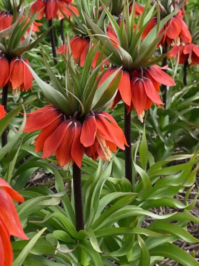 Fritillaria - Fritillaria April Flame 1 buc marime 20/22