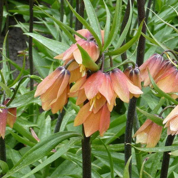 Fritillaria - Fritillaria Early Fantasy 1 buc marime 16/18