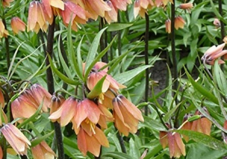 Fritillaria Early Fantasy 1 buc marime 16/18 [1]