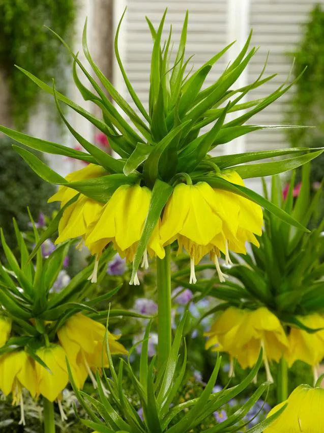 Fritillaria - Fritillaria Maxima Lutea 1 buc marime 20/24