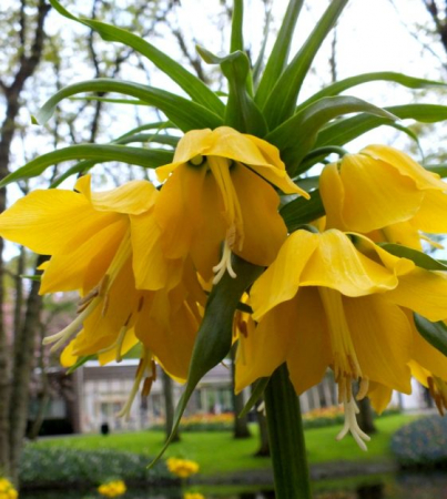 Fritillaria Maxima Lutea 1 buc marime 20/24 [1]