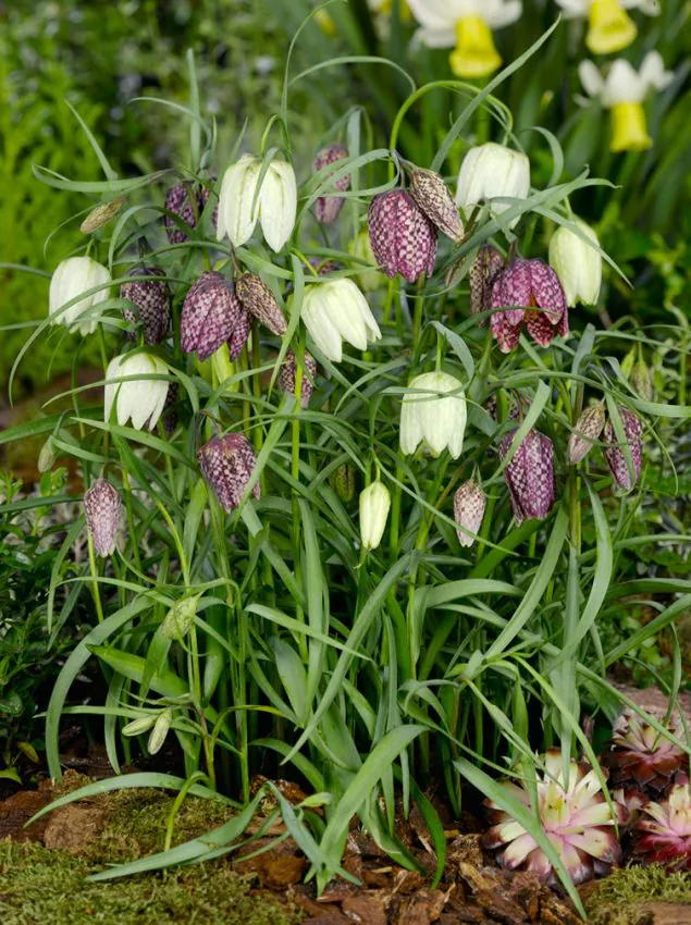 Fritillaria - Fritillaria meleagris mix 10 buc marime 6+