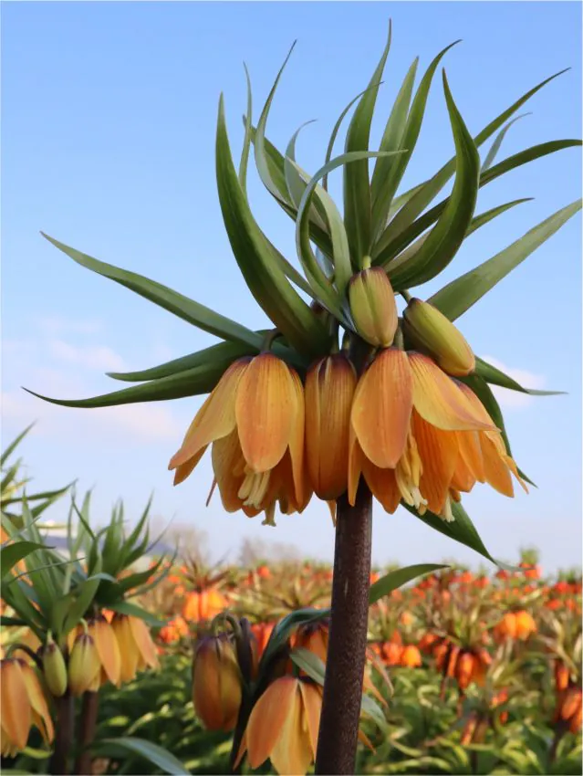 Fritillaria - Fritillaria Paradise Beauty 1 buc marime 20/24