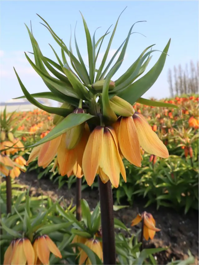Fritillaria Paradise Beauty 1 buc marime 20/24 [1]
