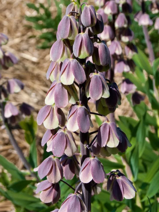 Fritillaria - Fritillaria persica Magic Bells 1 buc marime 20/24