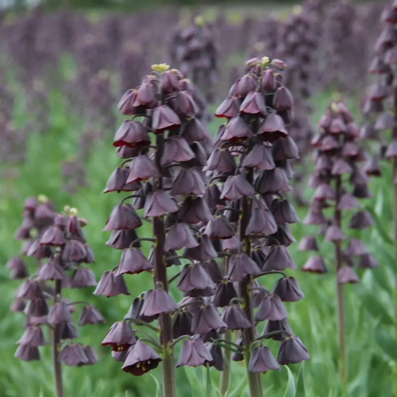 Fritillaria - Fritillaria persica Twin Tower Tribute 1 buc marime 20/22