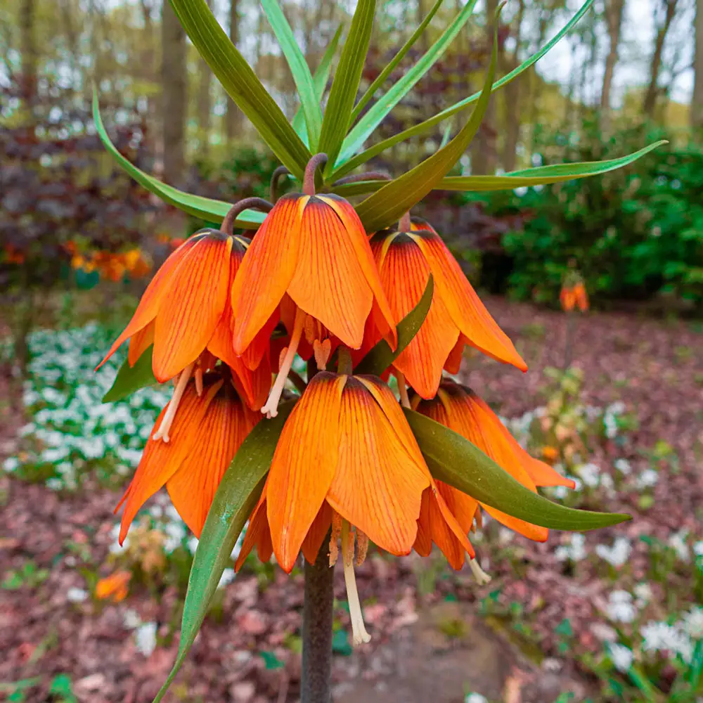 Fritillaria - Fritillaria Prolifera 1 buc marime 20/24
