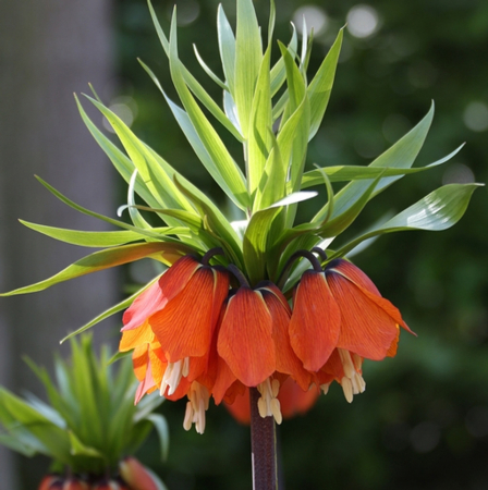 Fritillaria - Fritillaria Rubra 1 buc marime 18/20
