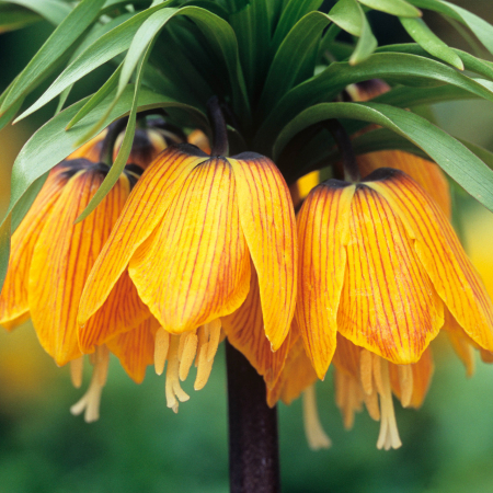 Fritillaria - Fritillaria Striped Beauty 1 buc marime 20/24