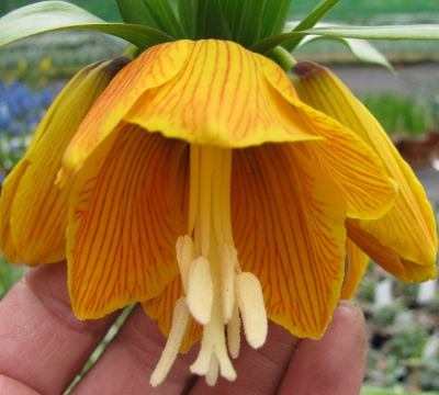 Fritillaria Striped Beauty 1 buc marime 20/24 [1]