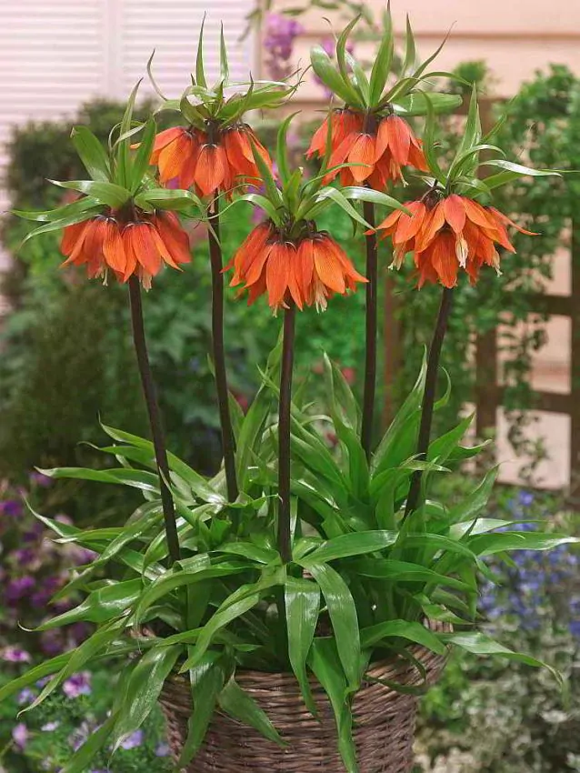 Fritillaria William Rex 1 buc 18/20 [1]