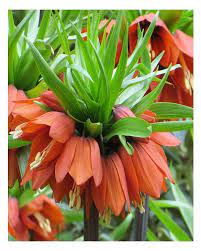 Fritillaria - Fritillaria William Rex 1 buc 18/20