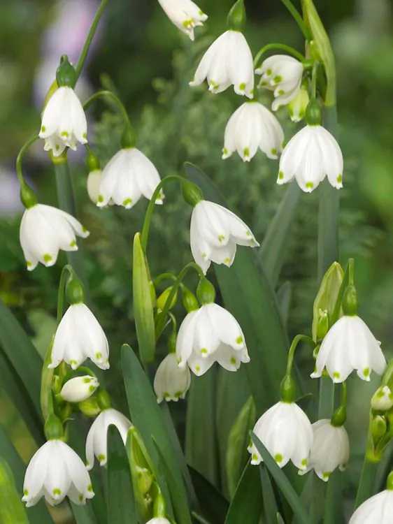 Ghiocei - Ghiocei dantelati - Leucojum aestivus  5 buc marime 7/8
