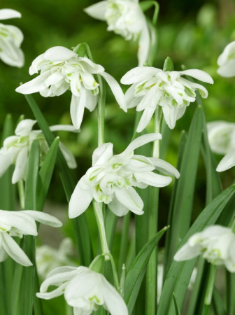 Ghiocei - Ghiocei- galanthus nivalis Flore pleno 4 buc