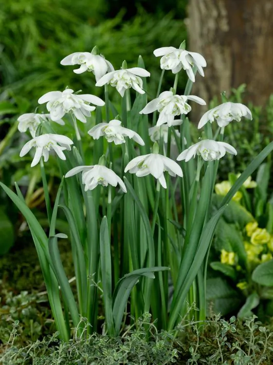 Ghiocei- galanthus nivalis Flore pleno 4 buc [1]