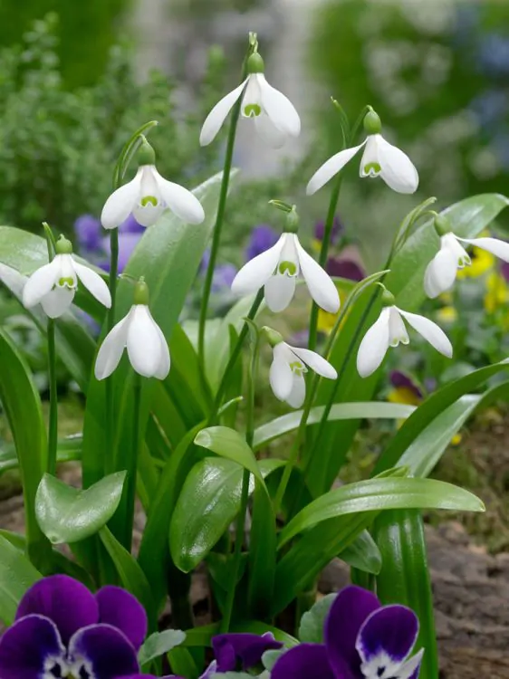 Ghiocei - Ghiocei-Galanthus woronowii 5/6 10 buc