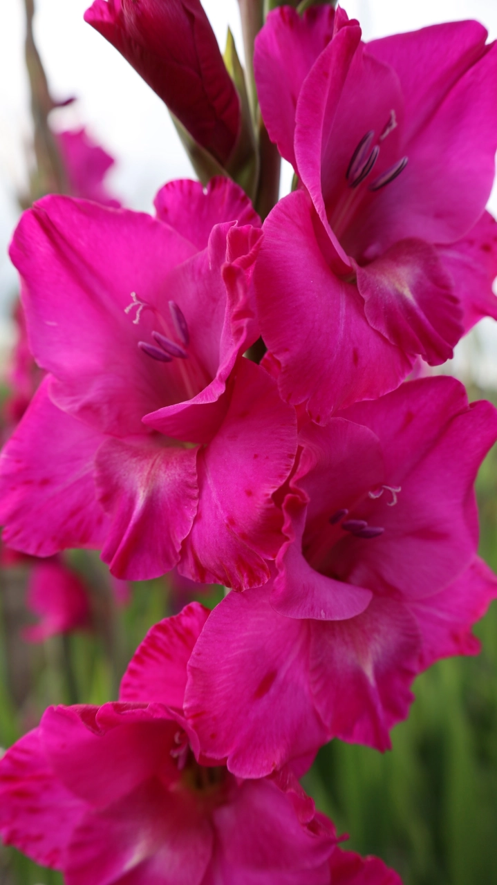 Bulbi de primavara - Gladiole Aurora  marime 12/14