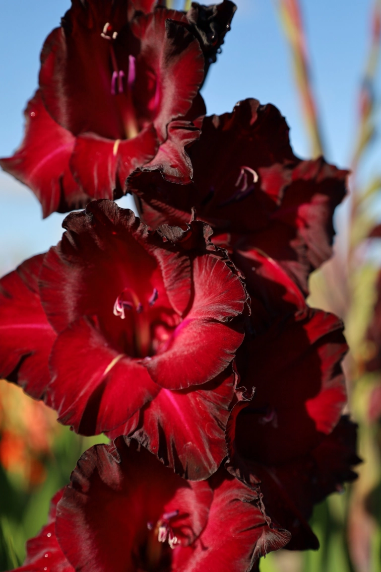 Gladiole - Gladiole Back Surprise  marime 12/14