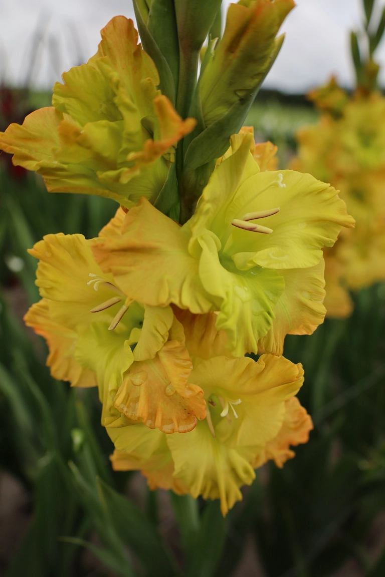 Gladiole - Gladiole Blitz marime 12/14