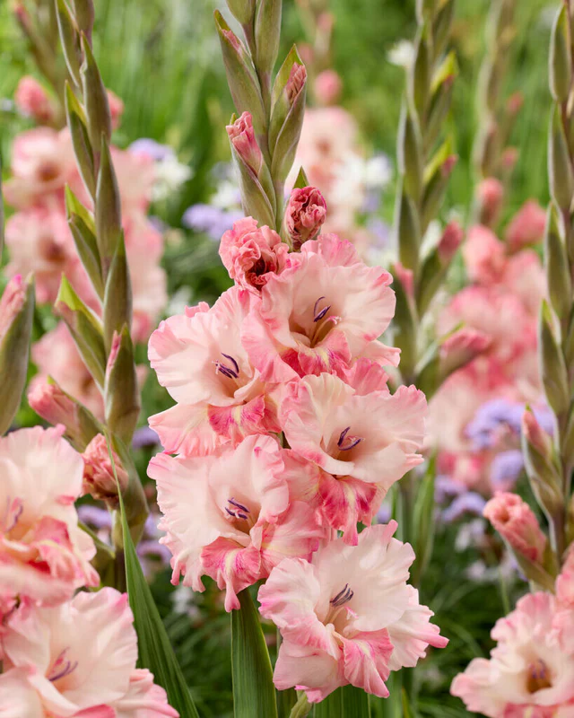 Gladiole Cherry Candy, marime bulb 14/16 [1]