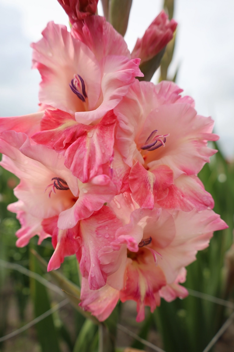 Gladiole - Gladiole Cherry Candy, marime bulb 14/16