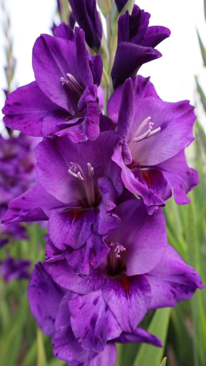 Gladiole - Gladiole Cookie marime 12/14