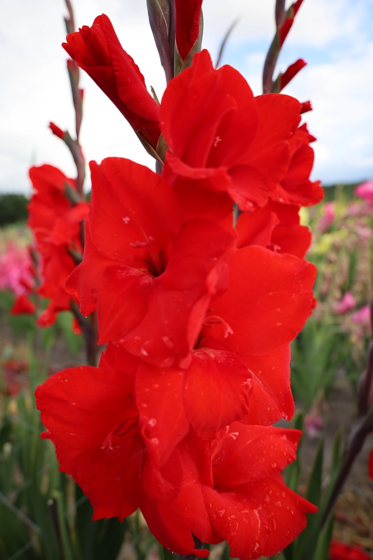 Bulbi de primavara - Gladiole Dador de Pan marime 14/16