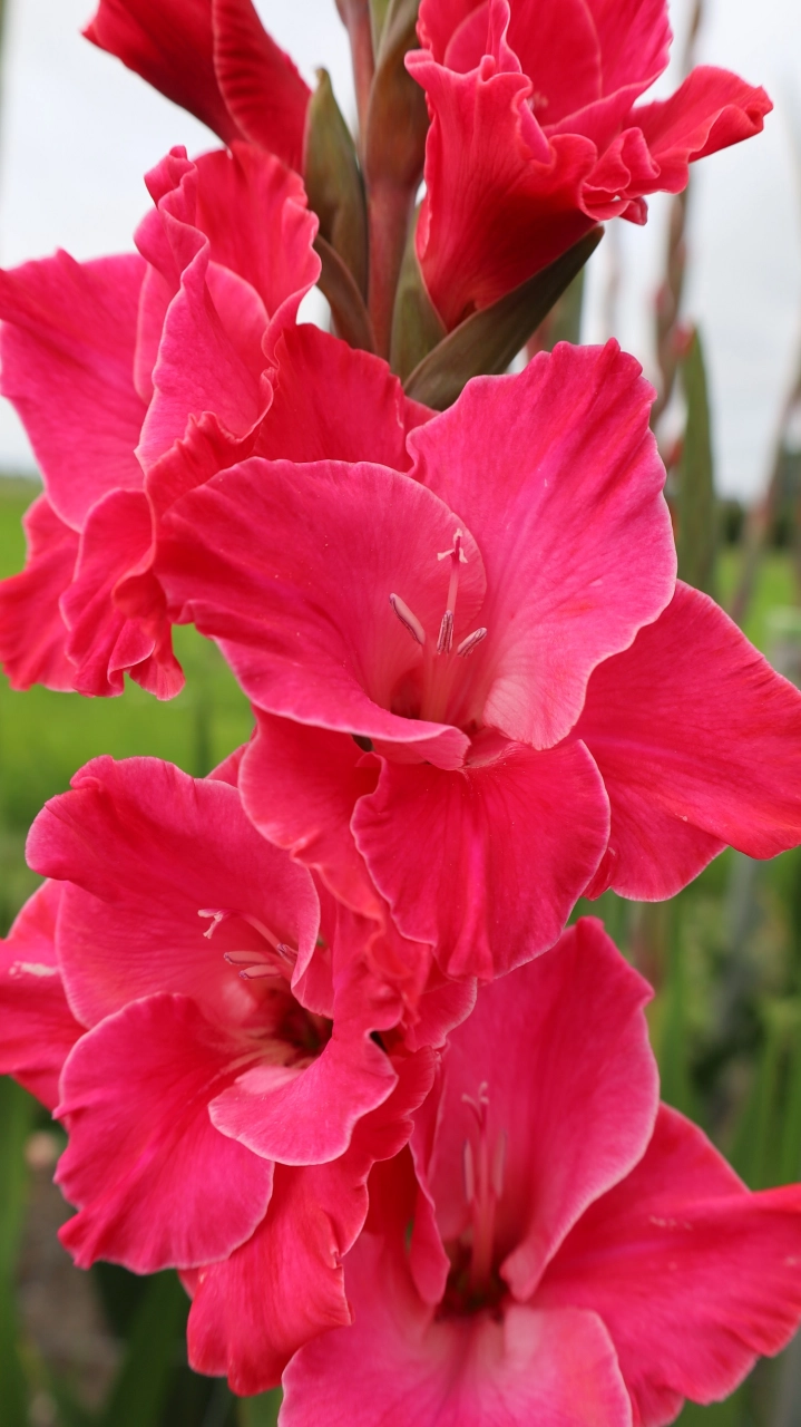 Bulbi de primavara - Gladiole Fairytale  10/12