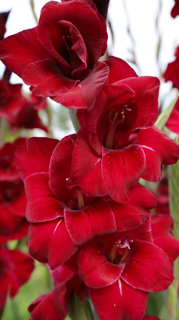 Bulbi de primavara - Gladiole Fat Boy marime 12/14