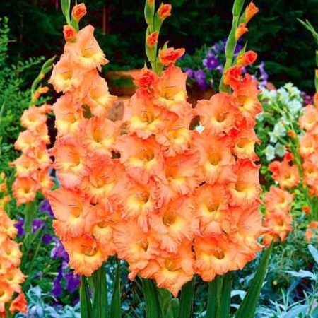 Gladiole Flaming Sunset  marime 12/14 [1]