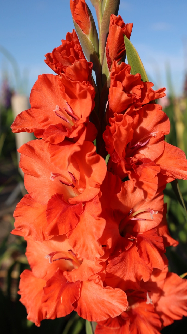 Bulbi de primavara - Gladiole Flaming Sunset  marime 12/14