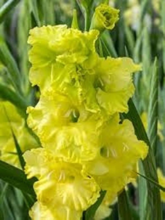 Gladiole - Gladiole Green Star  marime 12/14