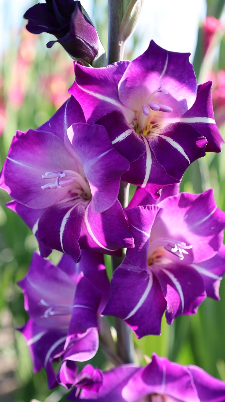 Bulbi de primavara - Gladiole Hallowy  marime 12/14