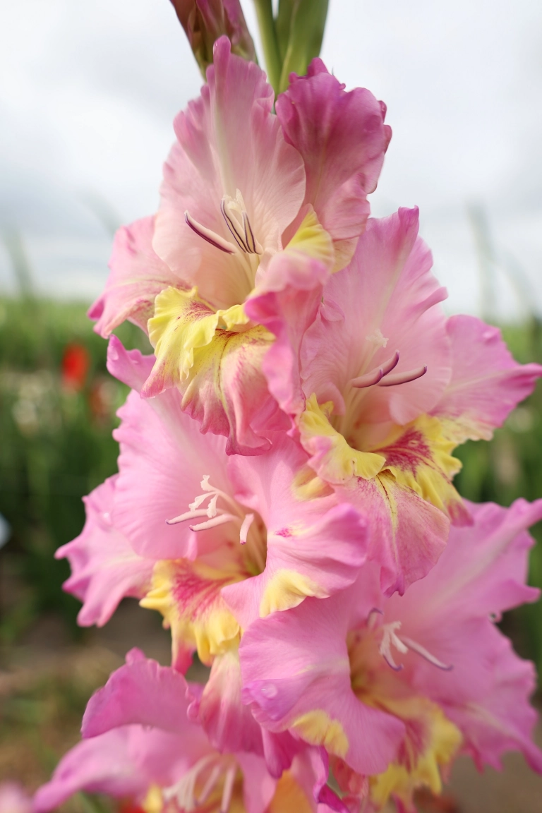 Gladiole - Gladiole Happy Disco  marime 12/14