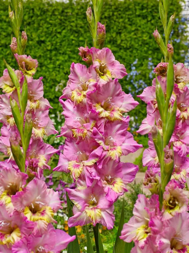 Gladiole Happy Disco  marime 12/14 [1]