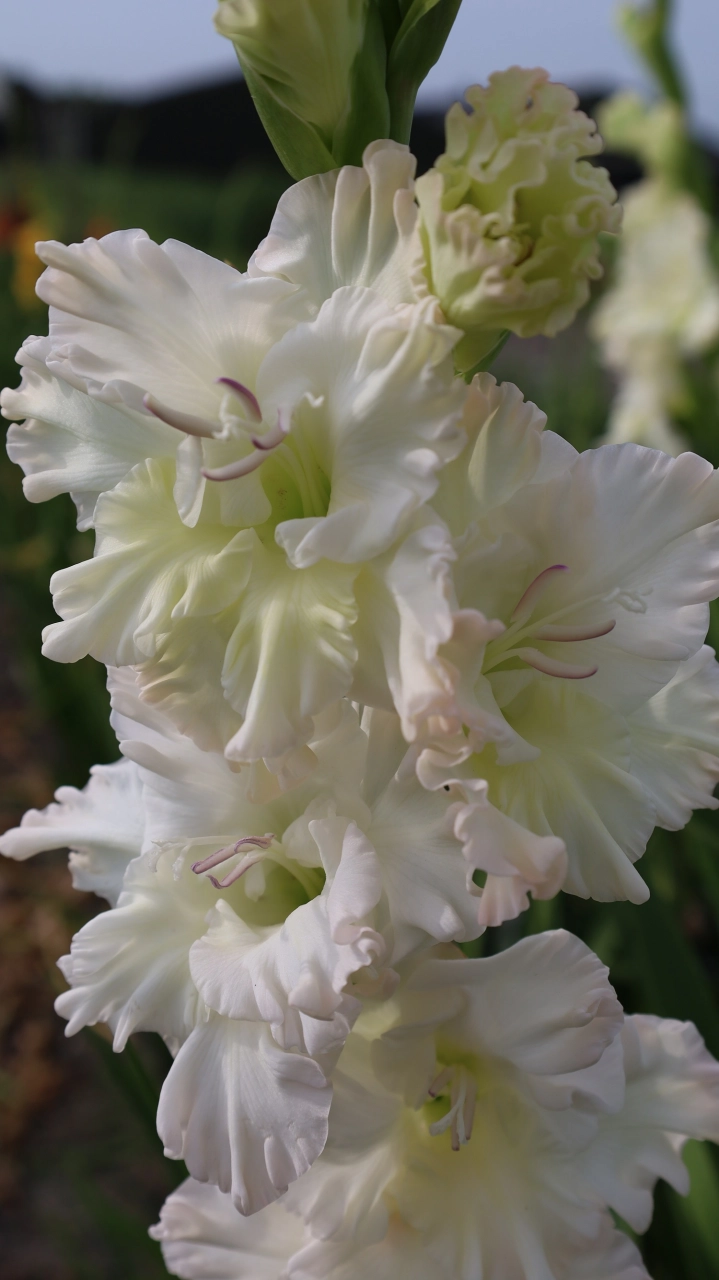 Bulbi de primavara - Gladiole  Ivory Perfection  marime 12/14