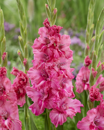 Gladiole Kingston Ruffle marime 12/14 [1]