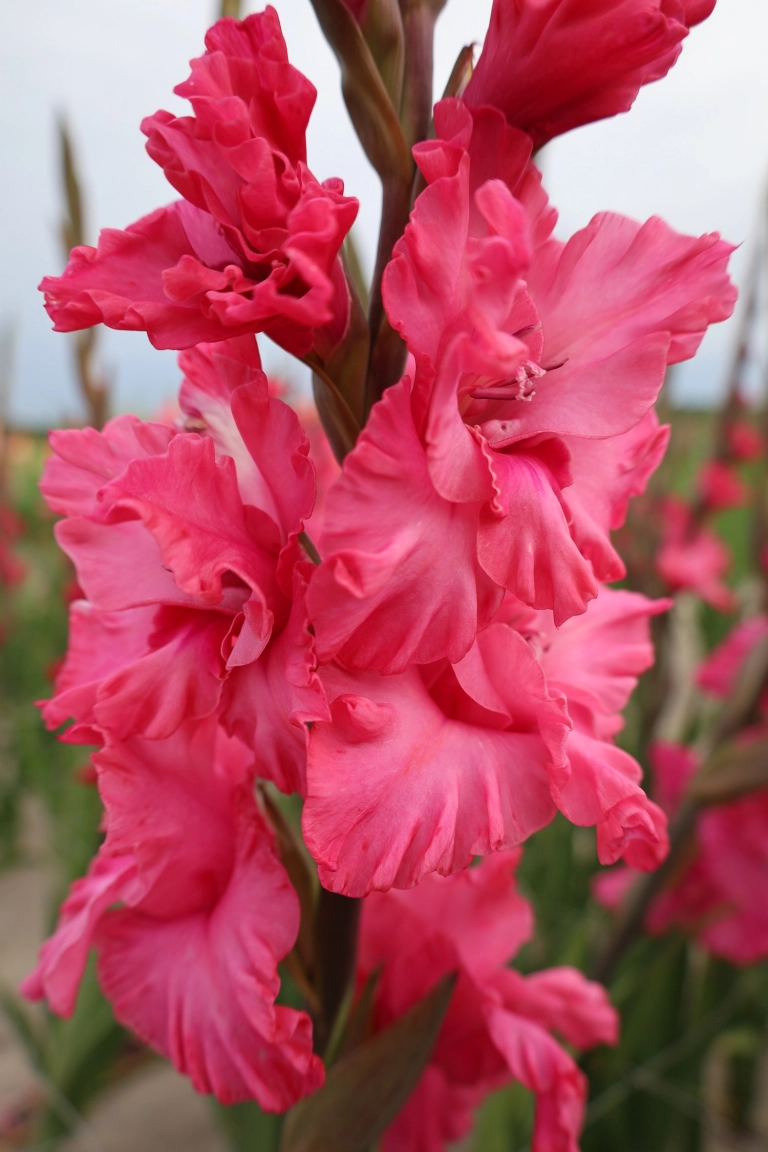 Gladiole - Gladiole Kingston Ruffle marime 12/14