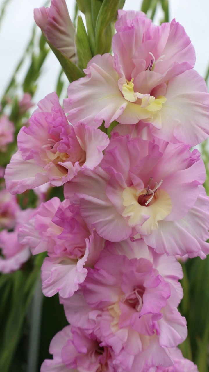 Gladiole - Gladiole Magenta Princess  marime 10/12