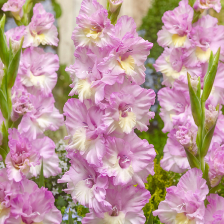 Gladiole Magenta Princess  marime 10/12 [1]