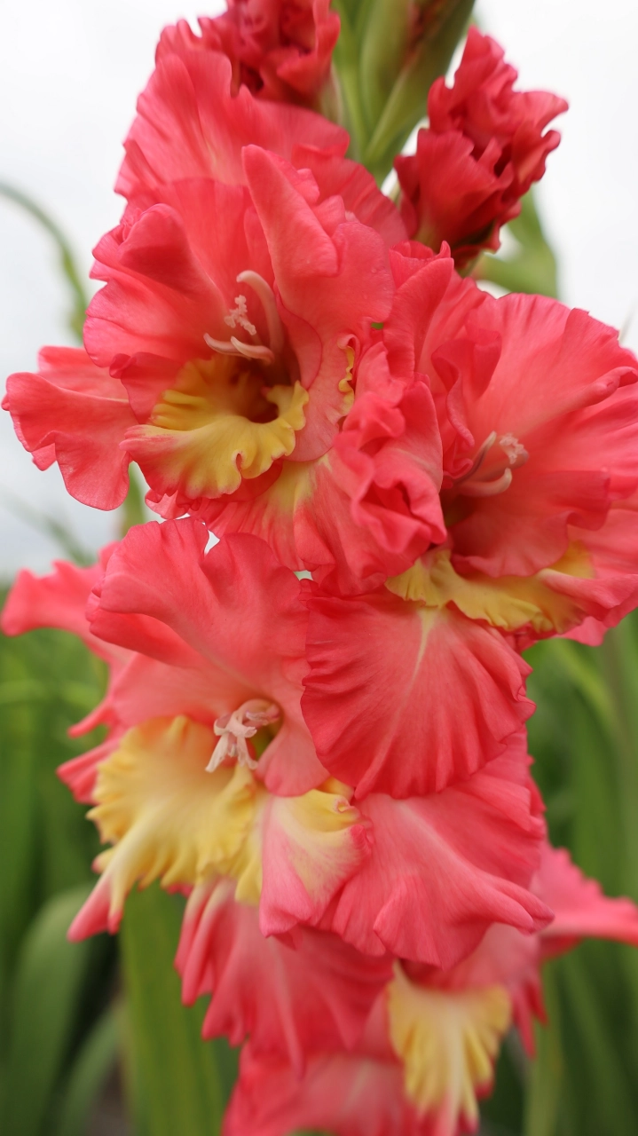 Gladiole - Gladiole Mango Muse  marime 12/14
