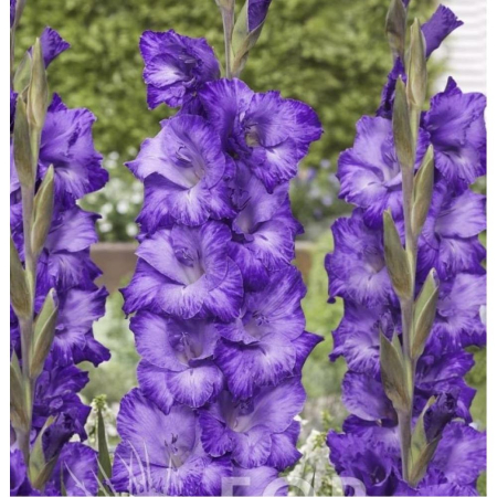 Gladiole Mauve Muse  marime 12/14 [1]