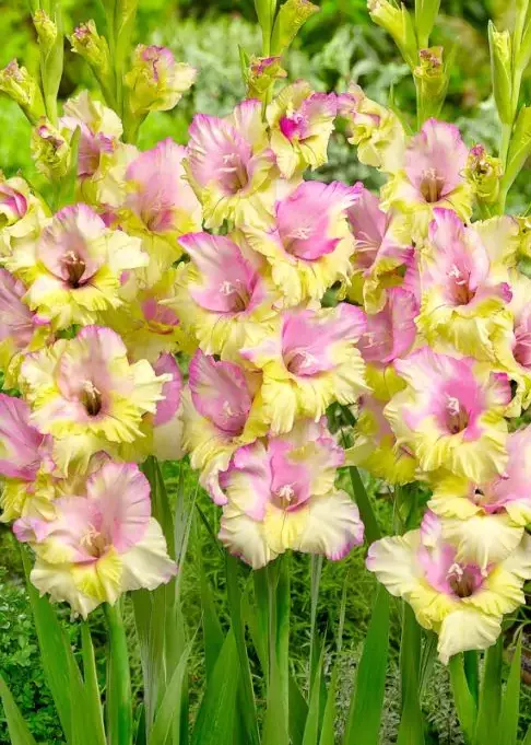 Gladiole - Gladiole Mon Amour  marime 12/14