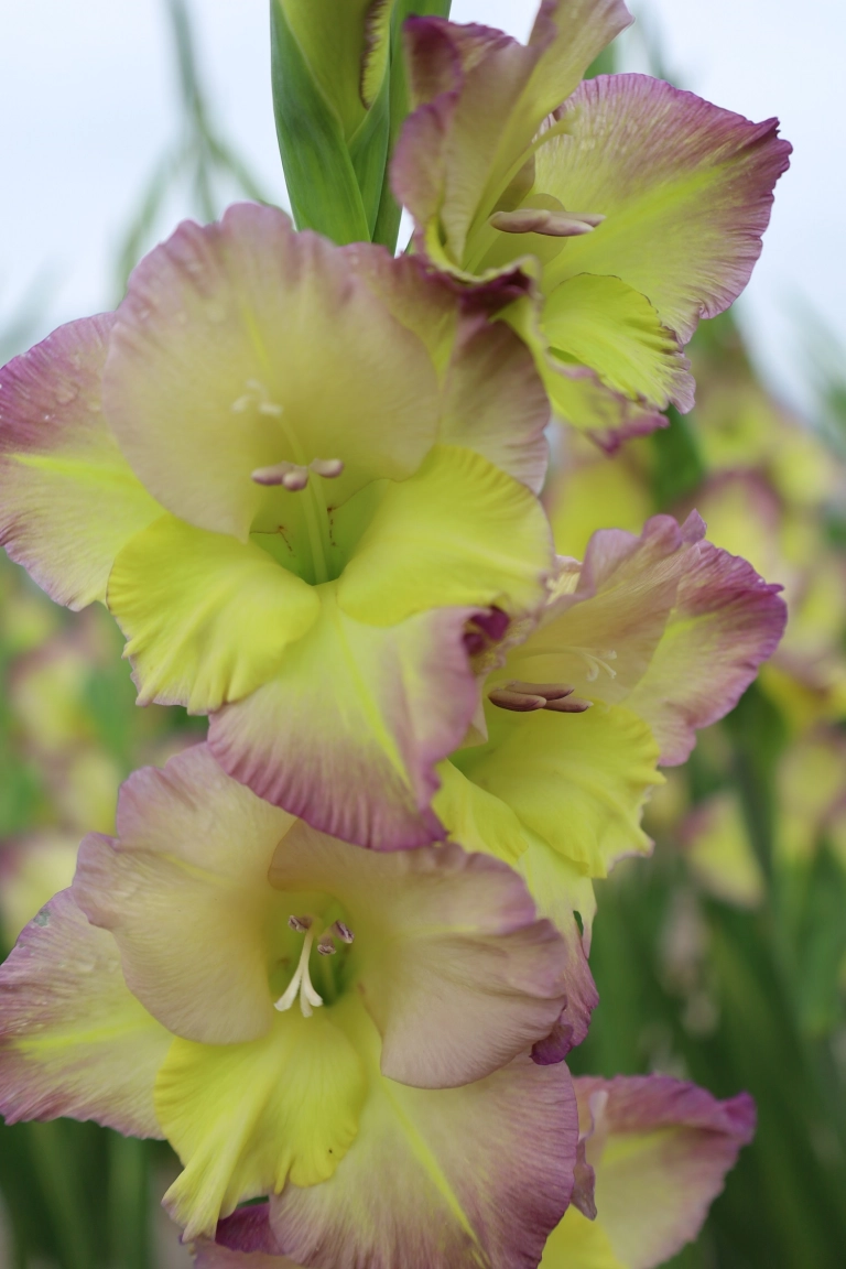 Gladiole - Gladiole Moonlight Shadow  marime 12/14