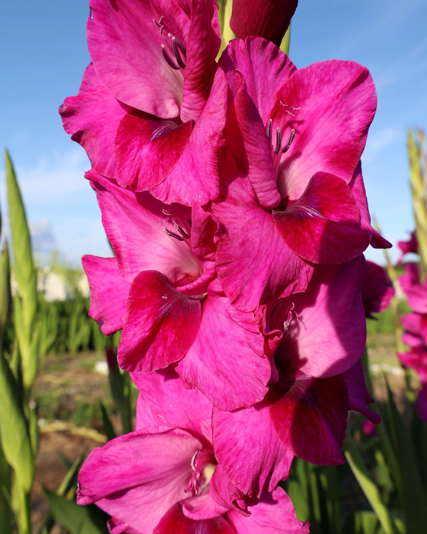 Gladiole - Gladiole Mystic Magenta  marime 12/14