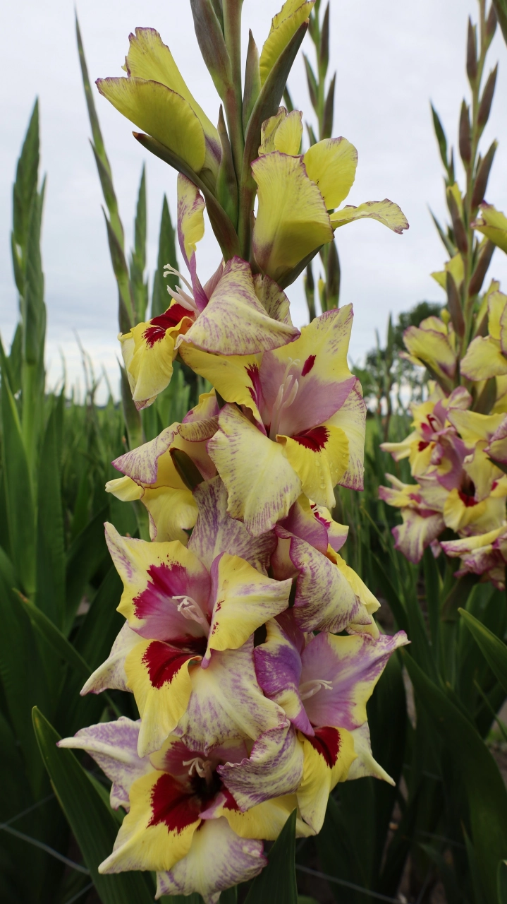 Bulbi de primavara - Gladiole Oracle  marime 12/14