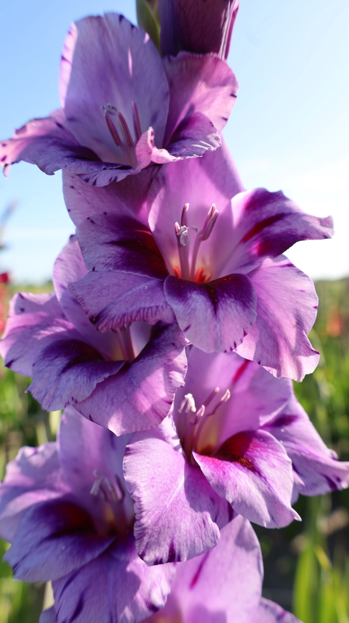 Gladiole - Gladiole Passos  marime 12/14